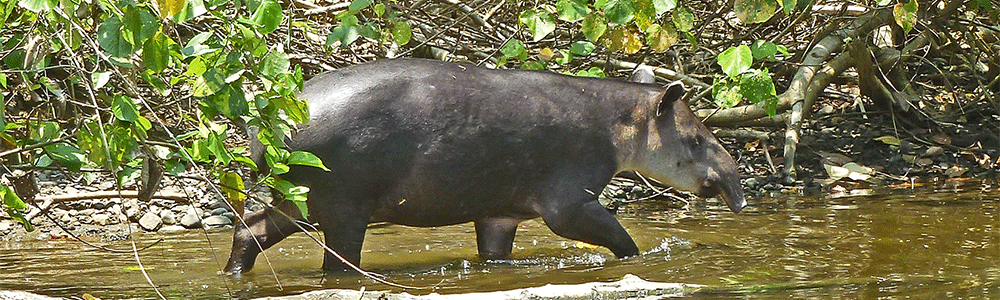 Der Flachland-Tapir (lat.: Tapirus bairdii) 