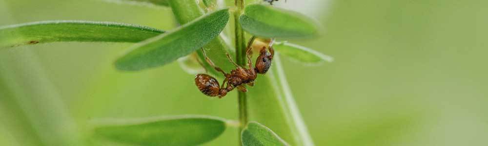 Blattschneiderameise - Gärtner unter den Ameisen