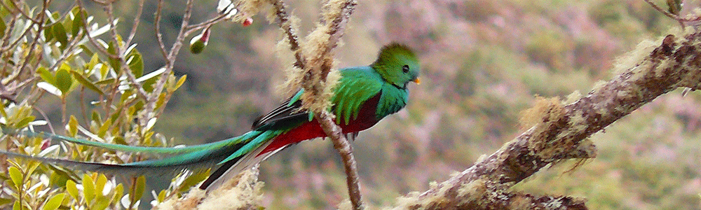 Göttervogel Quetzal