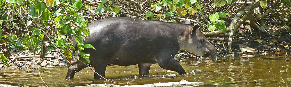 Der Flachland-Tapir (lat.: Tapirus bairdii) ist das grösste Landsäugetier Costa Rica’s Der Flachland-Tapir (lat.: Tapirus bairdii)