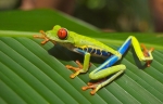 das Gebiet des Corcovado Nationalpark im südwestlichen Teil der Osa-Halbinsel steht seit 1975 unter Naturschutz 