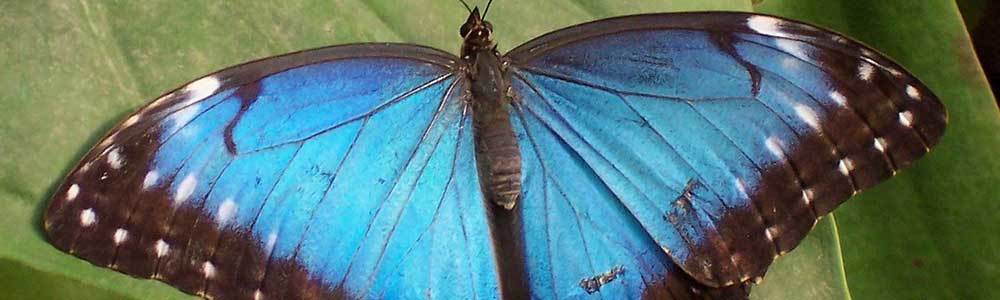 Blauer Morphofalter Schmetterlingsschwarm Naturliebhaber Langarmshirt 