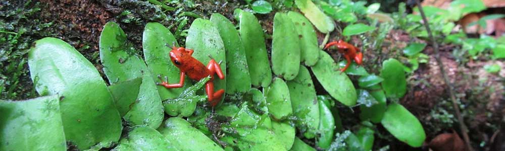 Giftige Tiere in Costa Rica