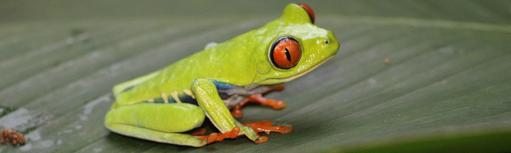 Der Rotaugenlaubfrosch frisst Fliegen, Grillen, kleine Schmetterlingen und Motten