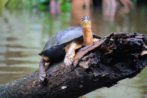Erreichbar ist der Tourtuguero Nationalpark ausschliesslich per Boot oder Flugzeug.