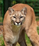 Las Pumas - Tierauffangstation in Guanacaste