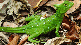Cahuita Nationalpark